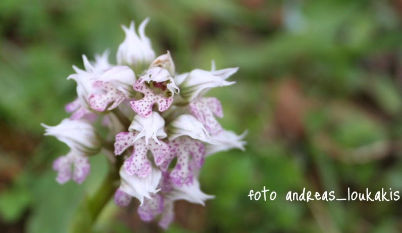 Three-toothed Orchis Orchis tridentata (image by Andreas Loukakis)