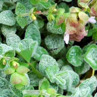 Origanum dictamnus - Dittany of Crete