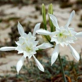 Lily of the Sea  Pancratium maritimum