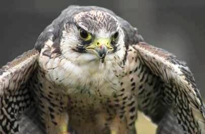 Peregrin Falcon