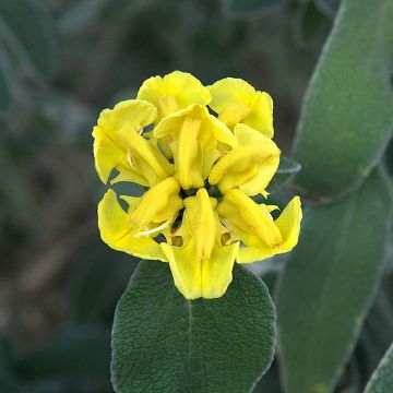 Jerusalem Sage  Phlomis cretica