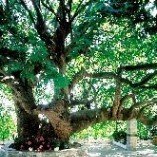 Plane Tree - Platanus orientalis