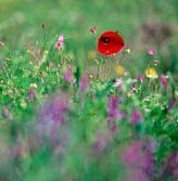 Poppies and lavender grow wild