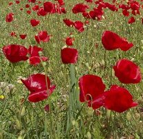 Poppies in springtime