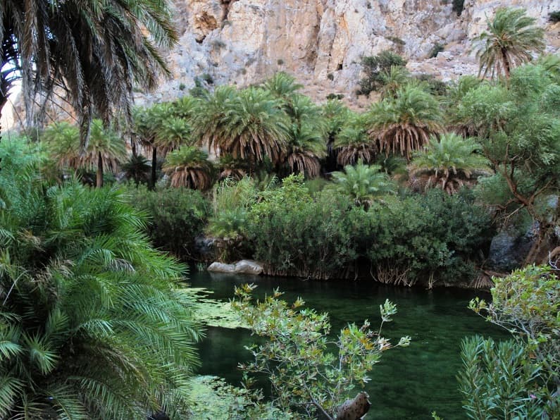 Preveli Palm Forest (image by Mark Latter)