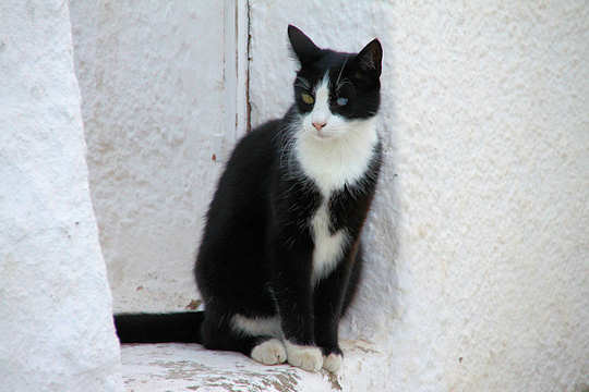 Rocky the Santorini Cat by Klearchos Kapoutsis