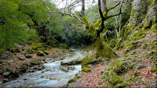 Rouvas Forest in Central Crete