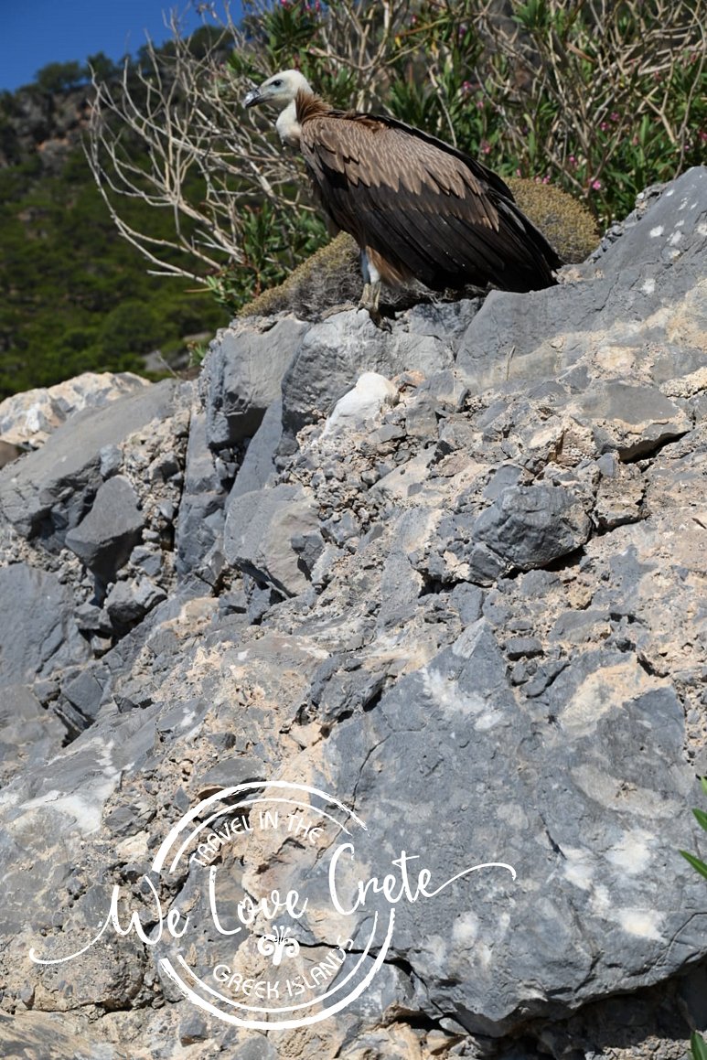 Samaria Vulture Crete