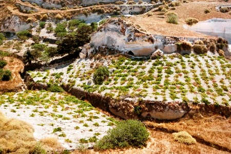 Vineyards in the volcanic ash hills of Thira
