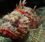 Scorpion Fish