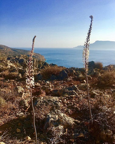 Sea Squill - Urginea maritima in Crete
