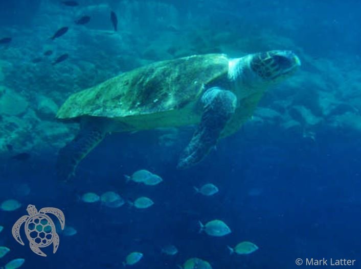 Loggerhead Turtle - Caretta caretta (image by Mark Latter)