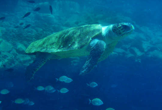 Caretta caretta Loggerhead Sea Turtle in Crete (image credit: Mark Latter)