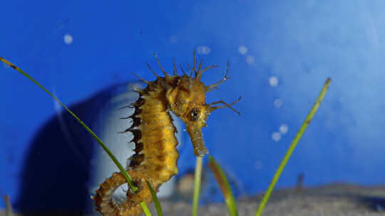 A seahorse in Creteaquarium