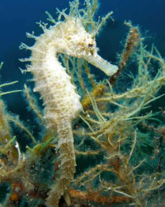 Seahorse in Crete (image credit: Hippocampos Dive Centre)