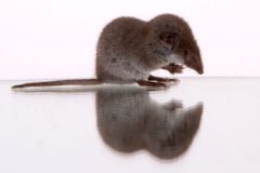 Lesser White Toothed Shrew - Crocidura suaveolens