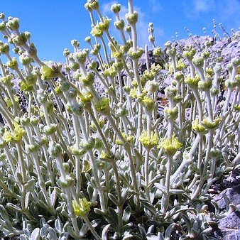 Cretan Mountain Tea - Sideritis syriaca