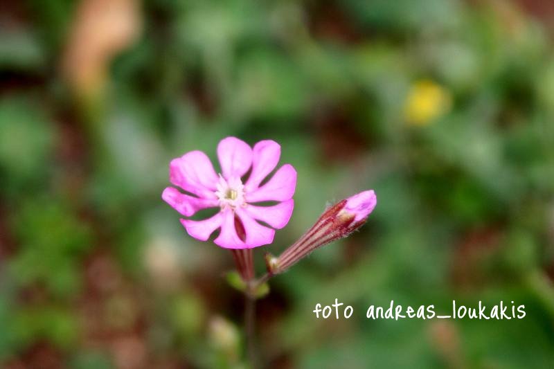 Cretan Catchfly - Silene cretica (image by Andreas Loukakis)