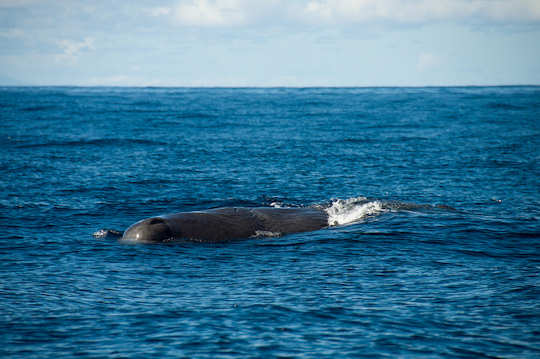 Sperm whale (image by Gustavo A)