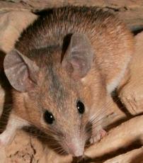 Spiny Mouse of Crete