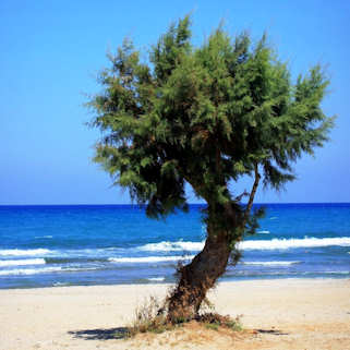 Tamarisk - Tamarix cretica (image by Alexia de Angelis)