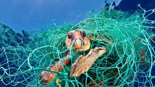 A sea turtle caught in a discarded or lost fishing net known as a 'ghost net'