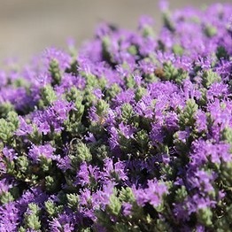 Thyme - Thymus capitatus