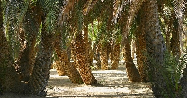 Vai Beach Palms