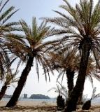 Palms on the beach front