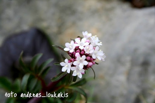 Valerian  Valerian officinalis (image by Andreas Loukakis)