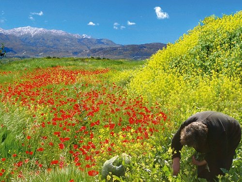 Gathering wild greens in Crete