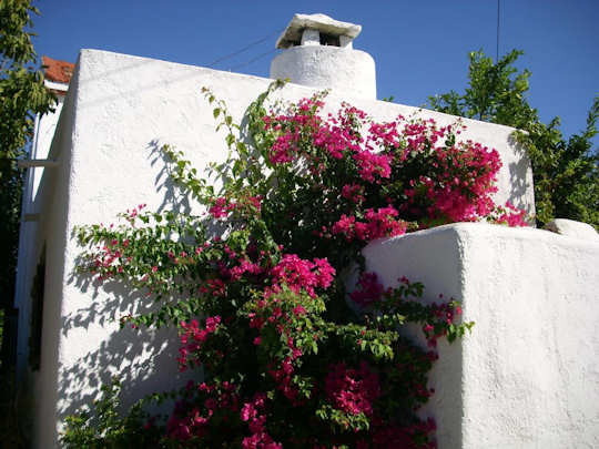 A village house in Vori with flowers