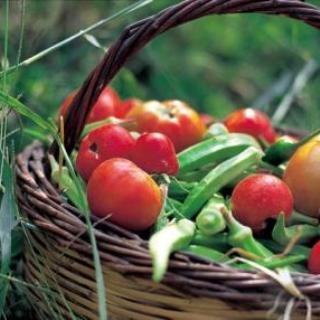Agrotourism - fresh organic farm vegetable in a basket