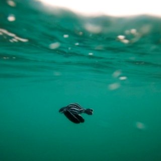 Conservation - this is a baby turtle