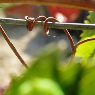 Young tendril on grape vine