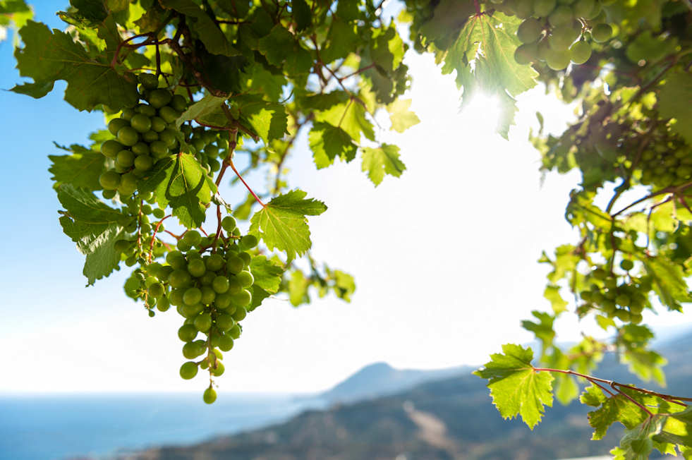 Wide open spaces, fresh air and vineyards in Crete...